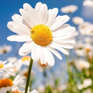 Meet your Posher, Daisy